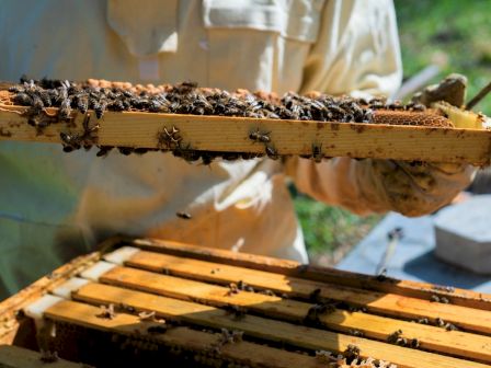 Beekeeper holding a frame with many bees, inspecting a hive; bees cover the wooden frame as they work.