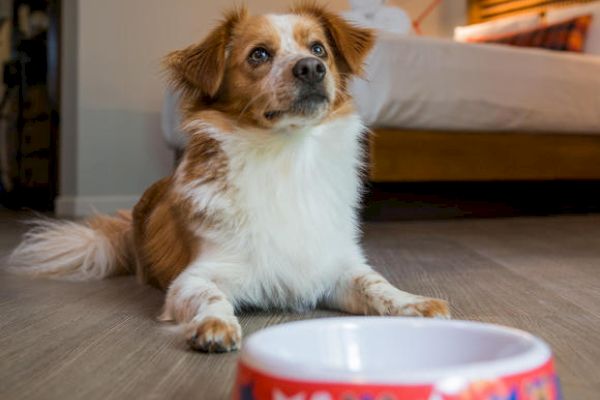 A dog with a red and white fur coat is lying down on a wooden floor in front of a dog bowl with a colorful design, inside a cozy room.