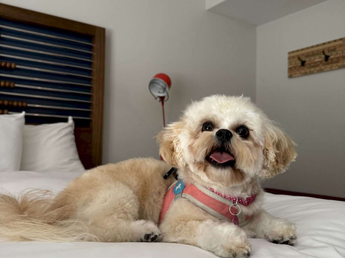 A fluffy dog with a harness is lying on a bed, with a headboard and a lamp in the background.