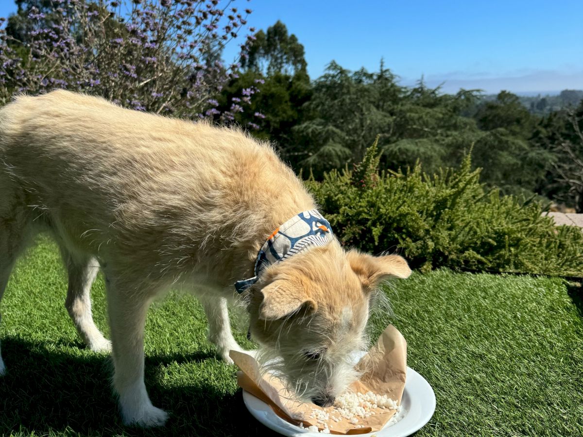 A dog is outdoors, eating from a white bowl on grass, set against a backdrop of trees and a bright blue sky in the distance.