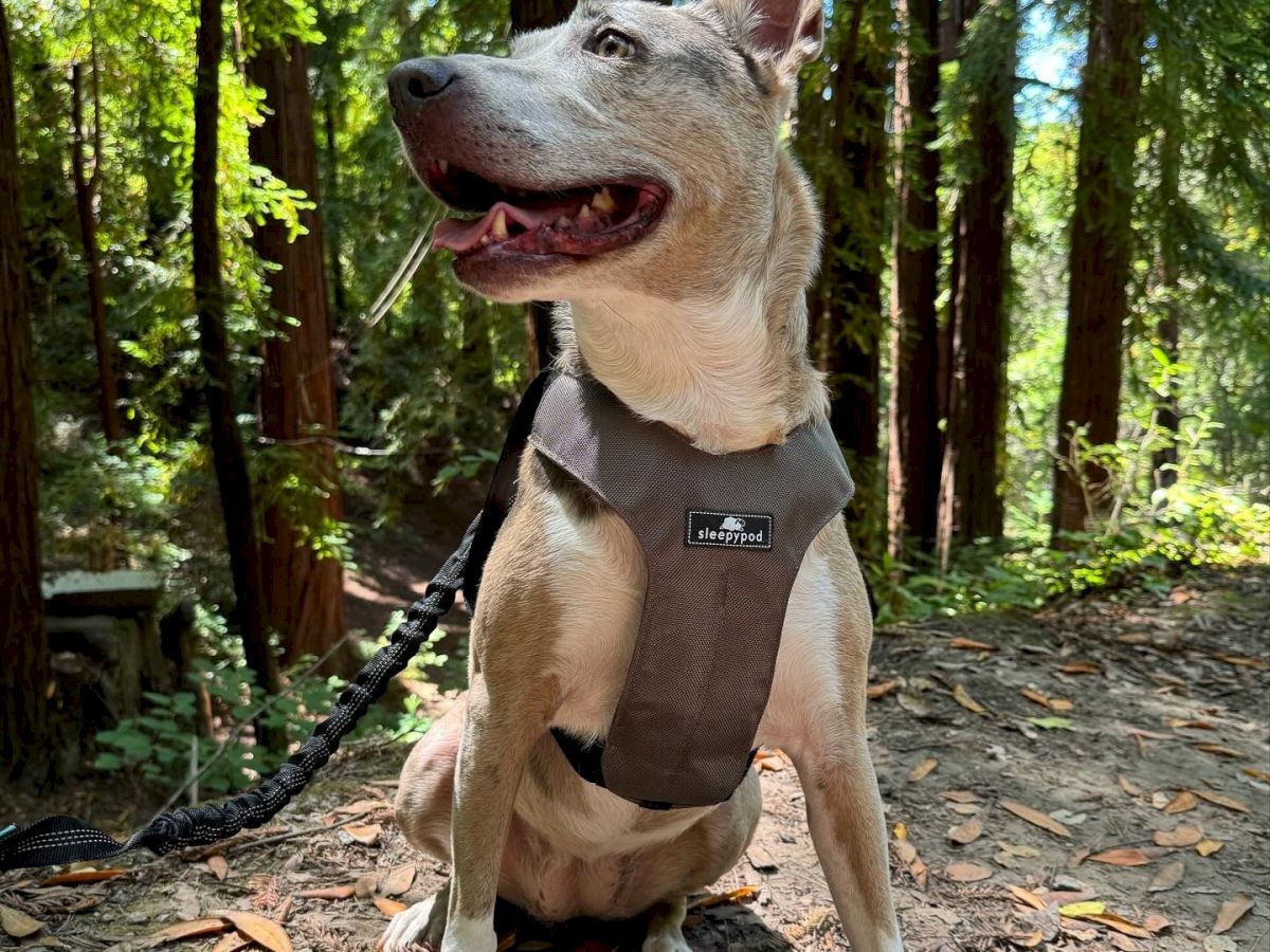 A dog wearing a harness is sitting on a forest trail, surrounded by tall trees and leafy ground cover.