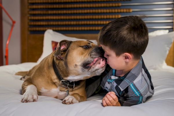 A dog licks a boy's face while both are resting on a bed, with cozy surroundings in the background.