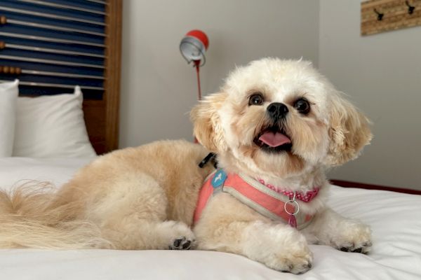 A fluffy dog wearing a pink harness lies on a bed, looking happy with its tongue out.