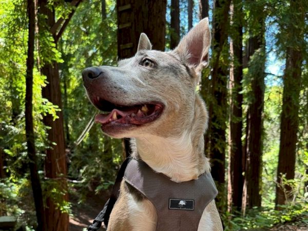 A happy dog with a gray harness enjoying the forest surrounded by tall trees and bright sunlight.