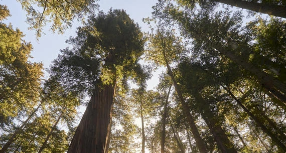 The image shows a view looking up at tall trees in a forest with sunlight filtering through the leaves and branches on a clear day.