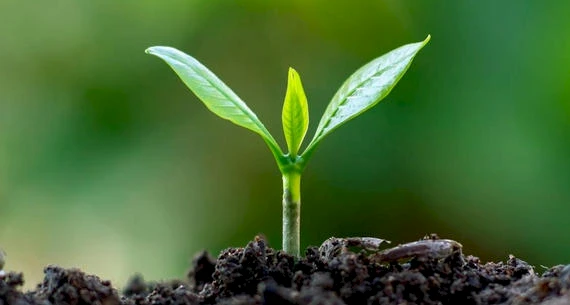 The image shows a small green plant sprouting from the soil against a blurred green background.