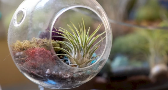 A small glass terrarium with an air plant, moss, and pebbles inside, typically used as a decorative indoor garden.