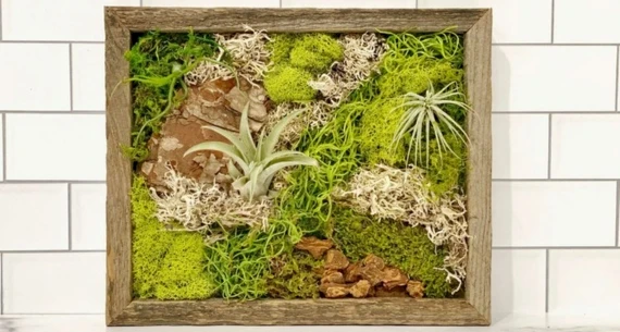 A framed vertical garden features various green mosses, lichens, and air plants against a white tiled background.