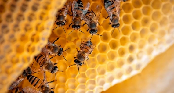 The image shows several bees working on a honeycomb structure, likely inside a beehive, with the intricate hexagonal pattern of the comb visible.