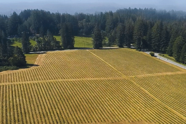 An aerial view of a large vineyard with neatly arranged rows of grapevines, surrounded by dense forests and a small road on the right.