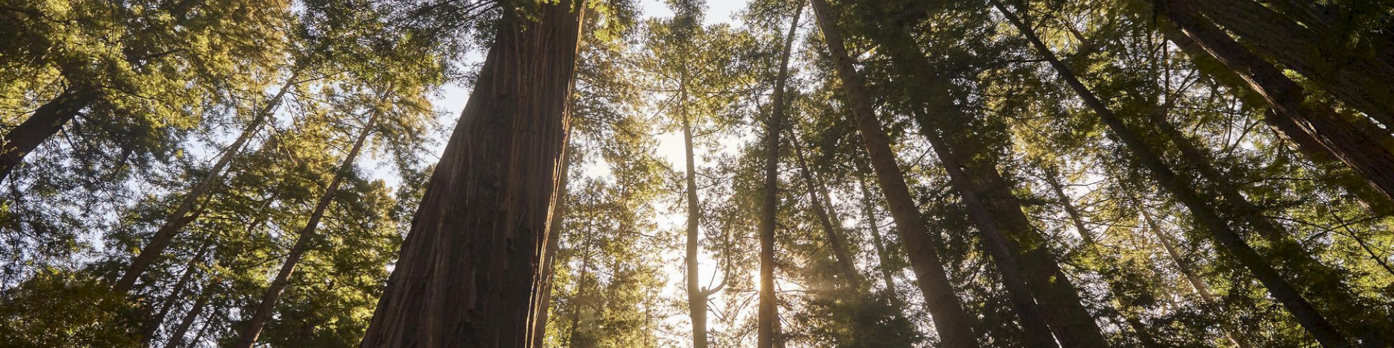 This image shows a forest with tall trees, sunlight filtering through the canopy, casting a serene and peaceful atmosphere.