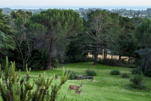 This image shows a serene, green landscape with several deer grazing peacefully, surrounded by dense, lush trees, and a distant view of a town.