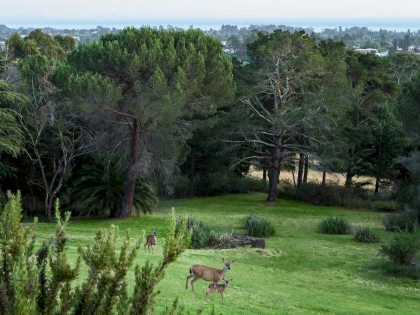 This image shows a serene, green landscape with several deer grazing peacefully, surrounded by dense, lush trees, and a distant view of a town.