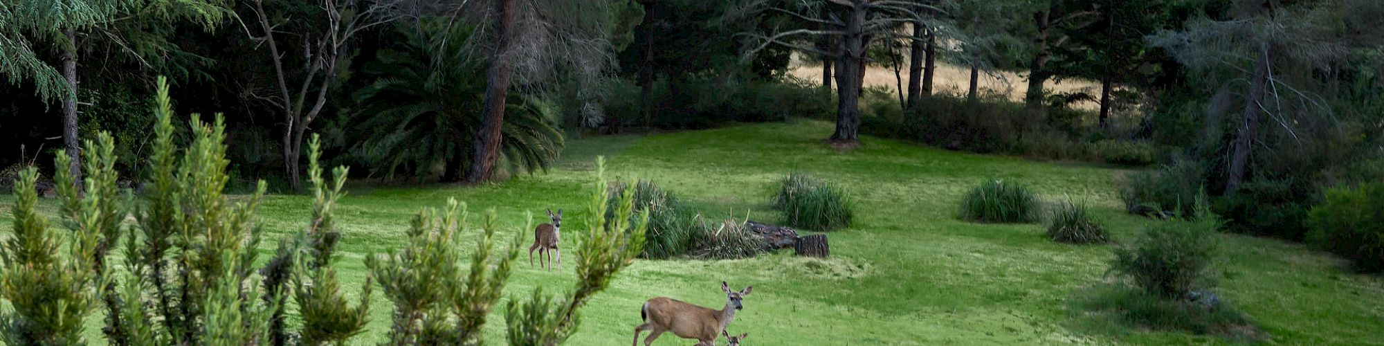 A lush, green landscape with trees and bushes and several deer grazing and resting. A forested area is visible in the background.