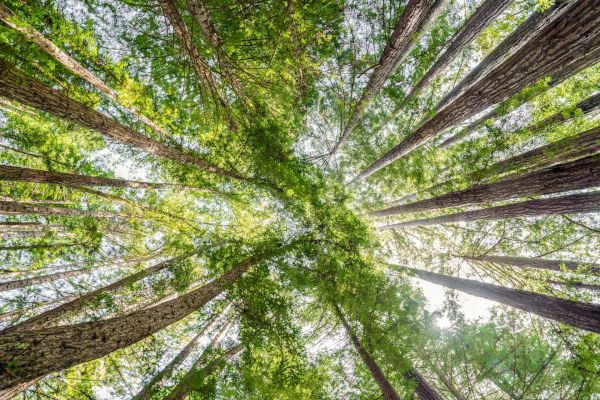 The image displays a view looking up at tall trees with green foliage reaching towards the bright sky, creating a natural, serene canopy.