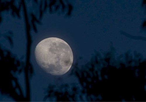 A gibbous moon is seen in the night sky, surrounded by the silhouettes of tree branches.