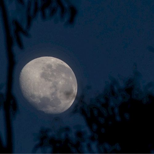 A gibbous moon is seen in the night sky, surrounded by the silhouettes of tree branches.