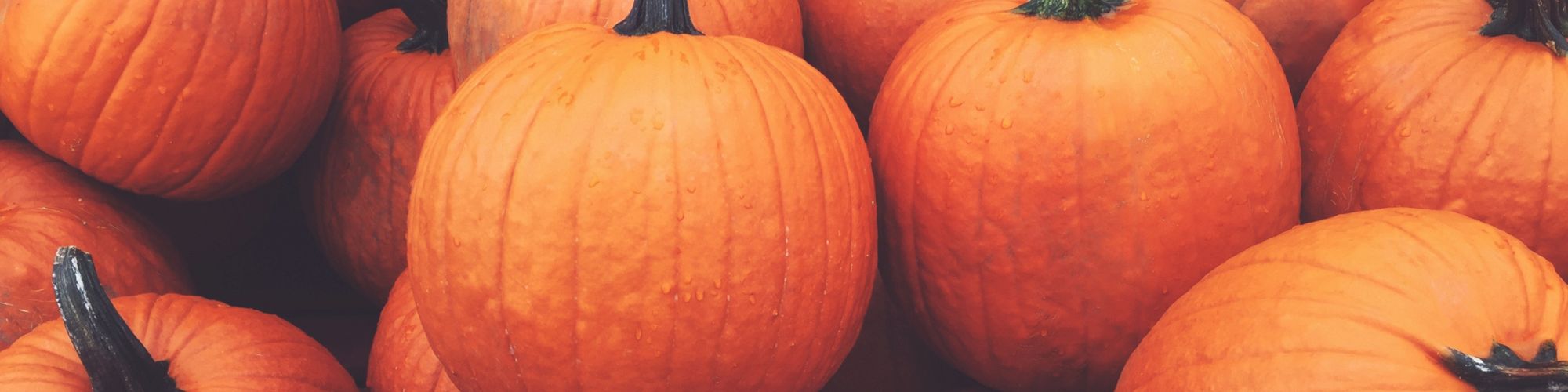 A collection of bright orange pumpkins with green stems, closely packed together.