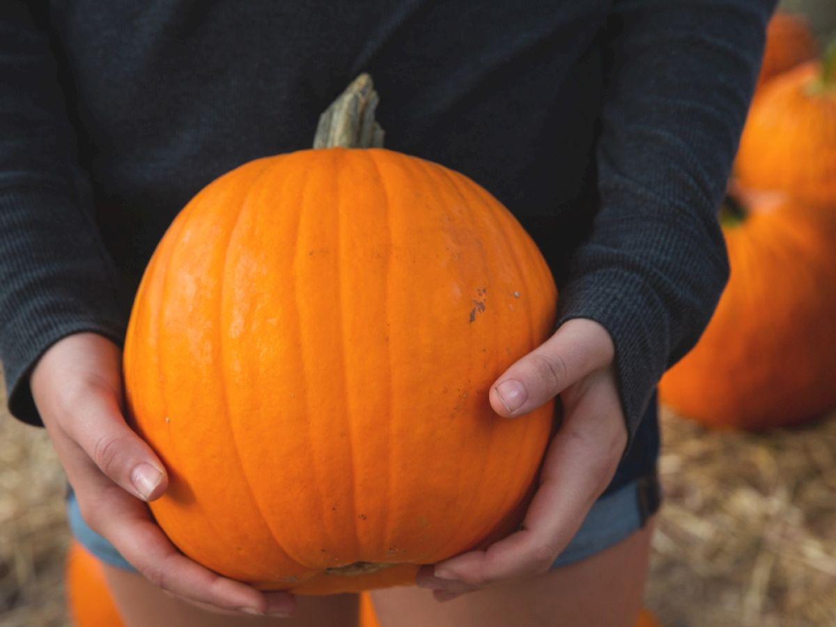 A person wearing a dark long-sleeve shirt holds a large orange pumpkin in their hands, with more pumpkins visible in the background.