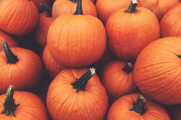 The image shows a pile of bright orange pumpkins with green stems, closely packed together in a display.