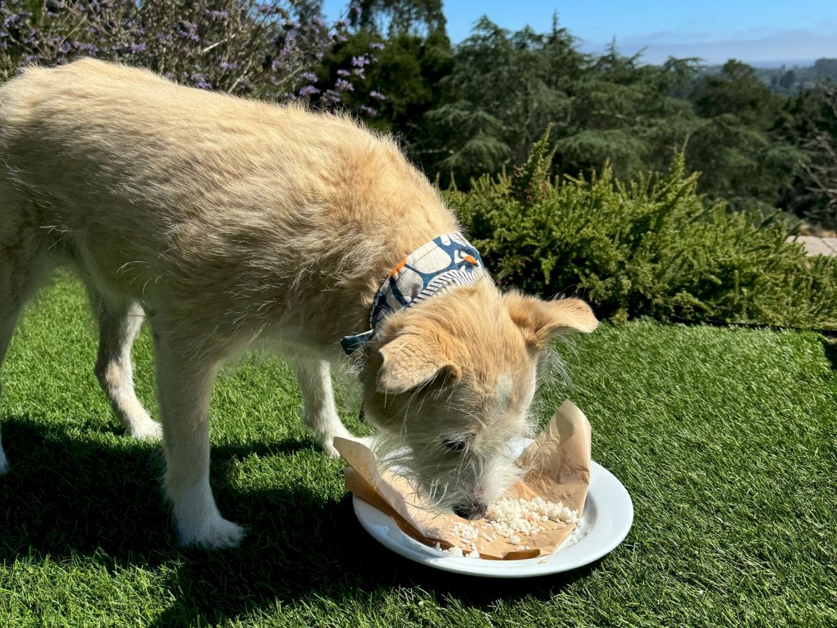 A dog with a collar is eating from a plate on grass, surrounded by plants and trees in the background.