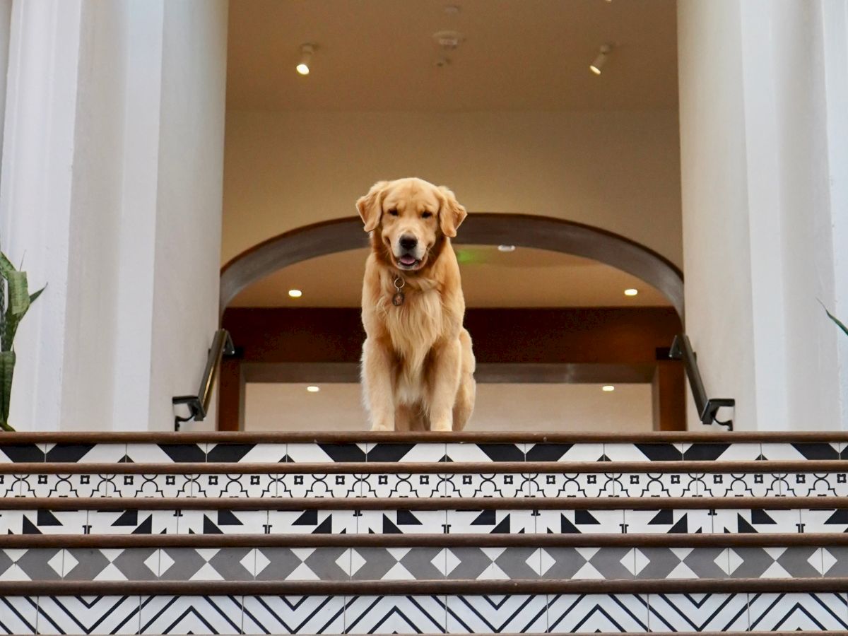 A golden retriever stands at the top of a staircase with patterned tiles in a well-lit interior space.