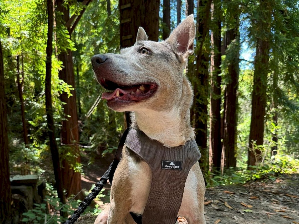 A happy dog wearing a harness is sitting on a trail surrounded by trees, looking content in the forest setting.