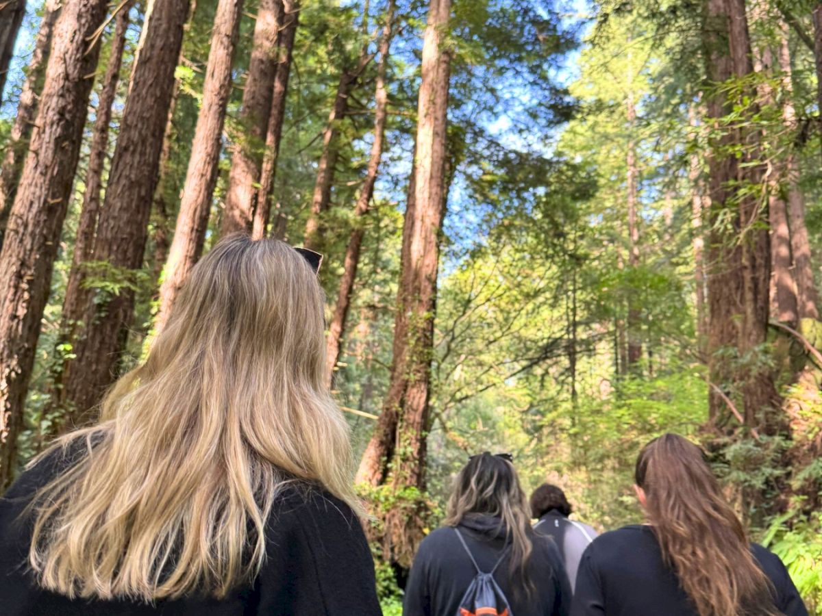 A group of people walking through a forest with tall trees under a partly sunny sky.