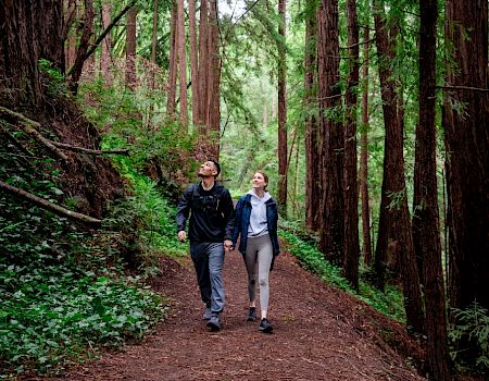 Two people are walking on a forest trail surrounded by tall trees and greenery.