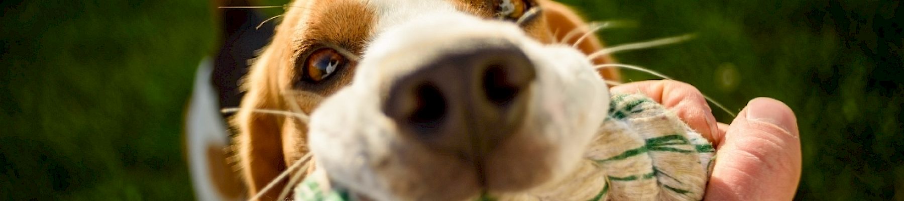A dog playfully tugs on a rope toy held by a person, captured in a close-up shot with green grass in the background.