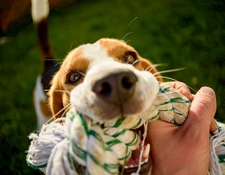 A dog playfully tugs on a rope toy held by a person, captured in a close-up shot with green grass in the background.