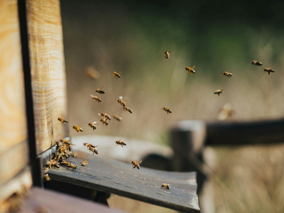 Bees swarm around a wooden hive entrance, flying in and out as they hover near the opening.
