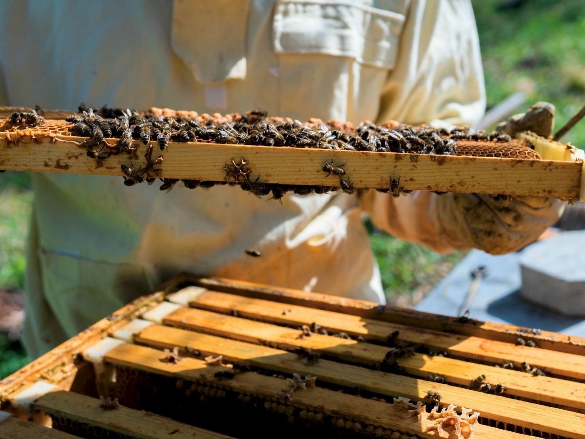 Chaminade Resort & Spa