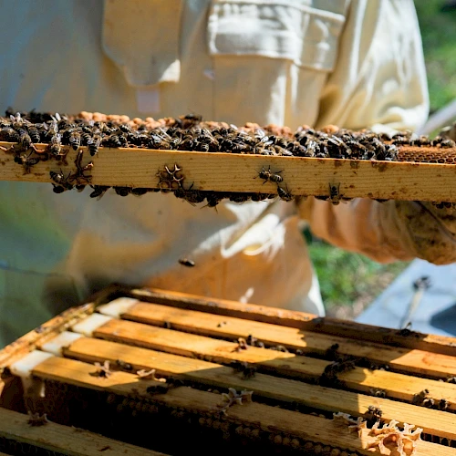 Bees inspect and move across a wooden frame in a hive, a beekeeper&rsquo;s hands managing a frame during apiary work.