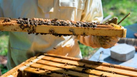 Bees on a frame inspecting honeycomb during a beekeeping check, with a beekeeper in protective clothing handling frames.